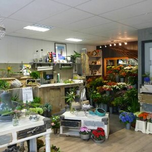 De Hortensia image 1