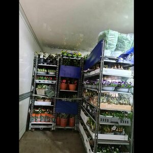 Bloembinderij De Mare image 3