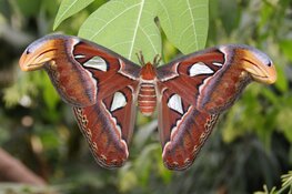 Op zoek naar een super leuk uitje? Kom gezellig minigolfen of wandel tussen de mooiste vlinders in Vlindorado