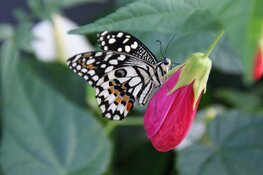 Op zoek naar een super leuk uitje? Kom gezellig minigolfen of wandel tussen de mooiste vlinders in Vlindorado