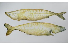 Waterlandse Kunstkring doet deze zomer voor het eerst mee aan de Monnickendammer Visdagen