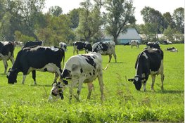 Aantal koeien dat permanent op stal staat toegenomen