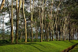 Herplant van ruim 300 bomen in Gooi en Vechtstreek en Zaanstreek Waterland