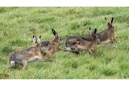 Beleef de lente in Waterland met Staatsbosbeheer