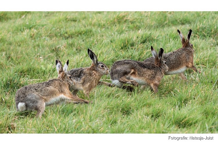 Beleef de lente in Waterland met Staatsbosbeheer