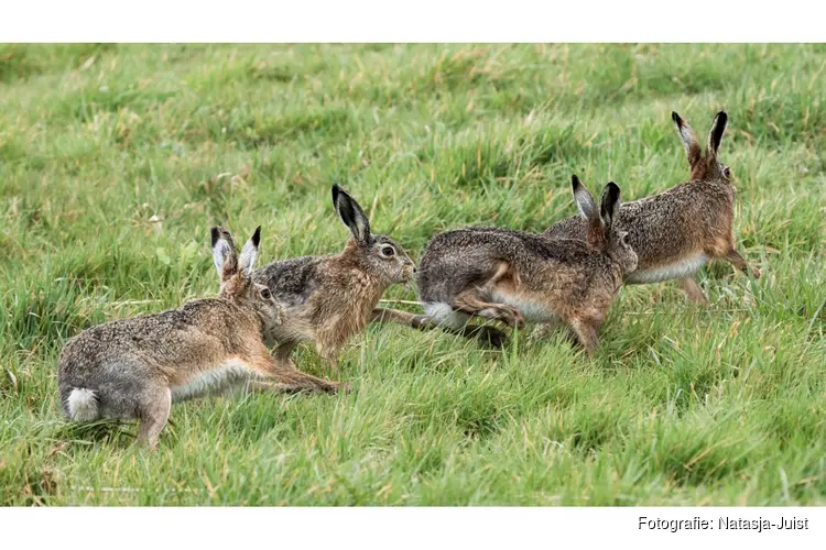 Beleef de lente in Waterland met Staatsbosbeheer