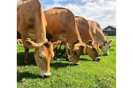 Onze koeien gaan weer naar buiten, en dat vieren we op 11 april a.s.!