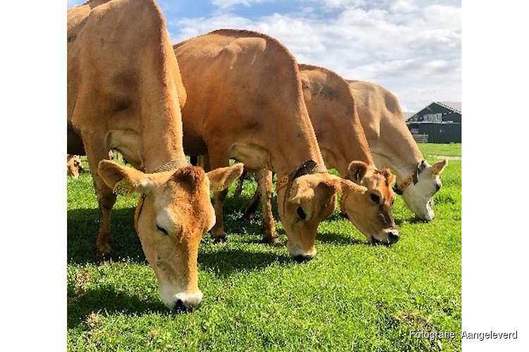 Onze koeien gaan weer naar buiten, en dat vieren we op 11 april a.s.!