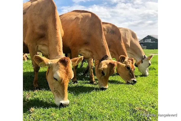 Onze koeien gaan weer naar buiten, en dat vieren we op 11 april a.s.!