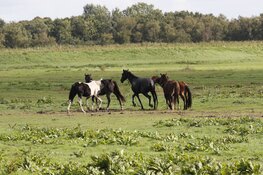 Brandweer redt paard uit sloot langs N235 bij Ilpendam