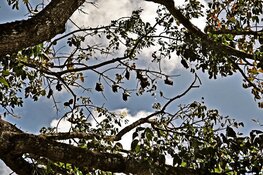 Eilandengroep Marker Wadden trekt eerste zoogdieren aan: vier soorten vleermuizen gespot