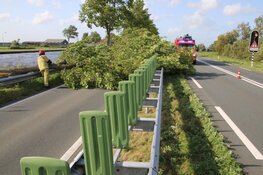 Boom op busbaan Watergang