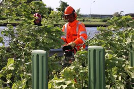 Boom op busbaan Watergang