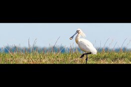 10e editie ‘Rondje Pampus’: Zwemmen voor de vogels in de Lepelaarplassen