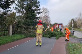 Boom door storm omgewaaid in Purmerland