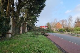 Boom door storm omgewaaid in Purmerland