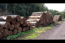 Boswerkzaamheden in Purmerbos