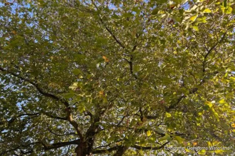 Gemeente Waterland kapt zieke en onveilige bomen