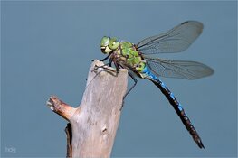 Libellen van Waterland
