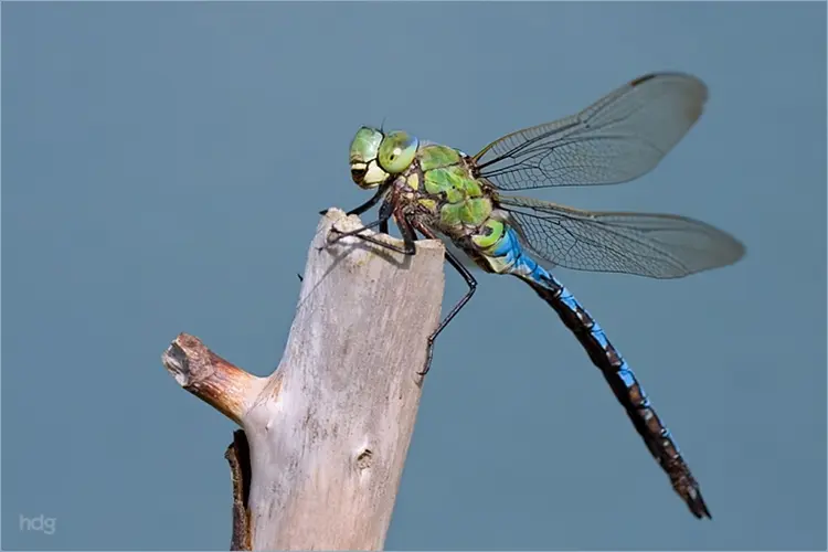 Libellen van Waterland